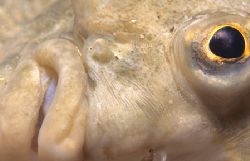 Plaice,Cornwall.Nikonos V with a 1.2 extension tube by Derek Haslam 